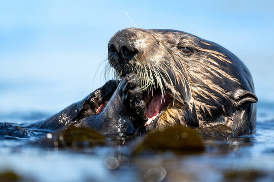 Southern sea otter eating close up