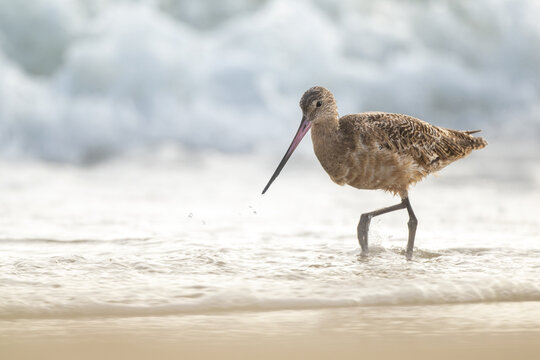 Marbled godwit on Pacific Ocean shore in front of wave