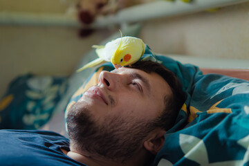 parrot sitting on head.Cute cockatiel.Home pet parrot.The best cockatiel.Beautiful photo of a bird.Ornithology.Funny parrot.Cockatiel parrot. Home pet yellow bird.Beautiful feathers.Love for animals © Daria