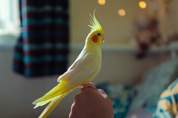 parrot sits on hand.Beautiful photo of a bird.Funny parrot.Cockatiel parrot.
Home pet yellow bird.Beautiful feathers.Cute cockatiel.Home pet parrot.A bird with a crest.Natural color.Birdie.hand bird