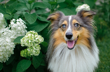 Cute tricolor dog sheltie with blue eyes in the garden with bush with white flowers