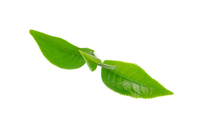 Fresh green tea leaf on   transparent png