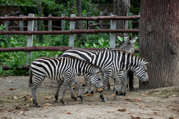 Fototapeta na wymiar Africa zebra black and white in the cage at the zoo. Close up zebra eating in zoo. Animals nature wildlife concept.
