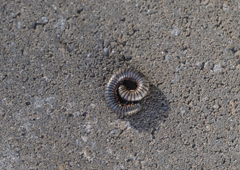A black millipede curled into a spiral on a stone background.