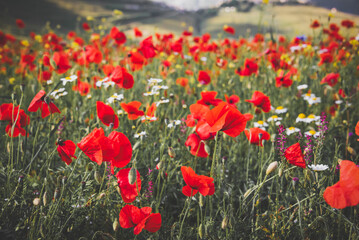 Red poppy flowers blooming on summer meadow