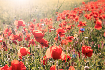 Naklejka premium Red poppy flowers blooming on summer meadow