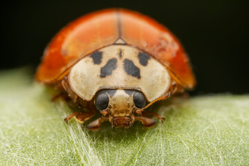 Harmonia axyridis inhabit the leaves of wild plants