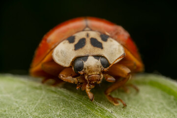 Harmonia axyridis inhabit the leaves of wild plants