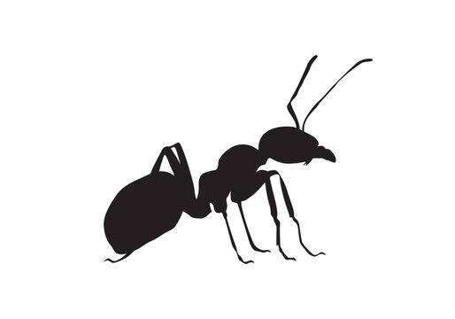 Black ant silhouette vector isolated on white. 