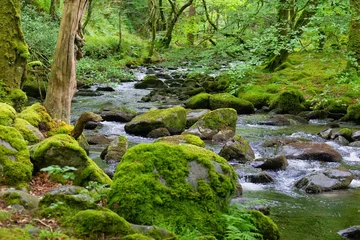 Foto op Plexiglas Bosrivier river in the forest