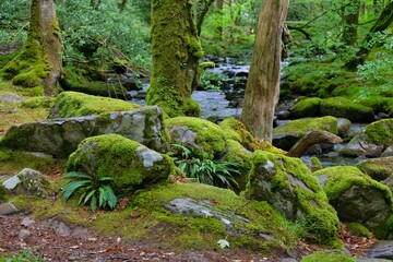 stones and trees covered in moss and a stream in the background in Talybont, UK