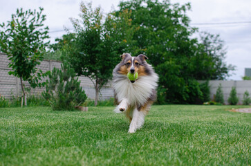 Cute tricolor dog sheltie is playing with toy ball in the garden on green grass. Happy playful shetland sheepdog