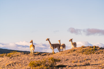 Sunset in the Chimborazo mountains with guanacos and vicuñas