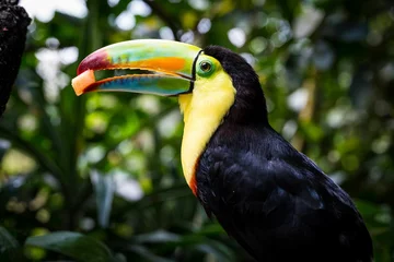 Foto op Plexiglas Vibrant toucan perched atop a tree branch in a lush, forested area © Wilfrido Sánchez/Wirestock Creators