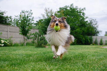 Cute tricolor dog sheltie is playing with toy ball in the garden on green grass. Happy playful shetland sheepdog