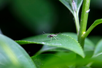 Chironomid mosquitoes inhabit plant leaves in North China