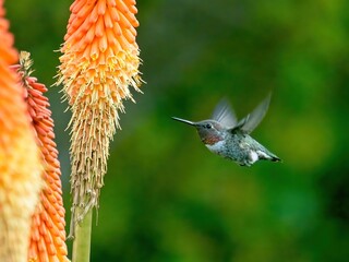 Anna's hummingbird feeding from torch lily flowers in Victoria BC