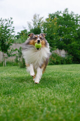 Cute tricolor dog sheltie is playing with toy ball in the garden on green grass. Happy playful shetland sheepdog