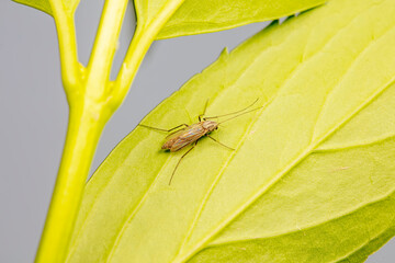 Chironomid mosquitoes inhabit plant leaves in North China