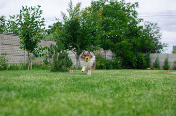 Cute tricolor dog sheltie is playing with toy ball in the garden on green grass. Happy playful...