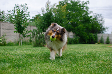 Cute tricolor dog sheltie is playing with toy ball in the garden on green grass. Happy playful...