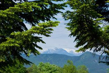View of a mountain range and green hills with spruce trees in the foreground in Hautes-Alpes in France.
