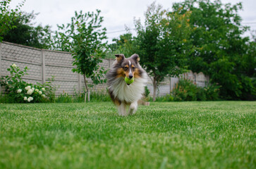 Cute tricolor dog sheltie is playing with toy ball in the garden on green grass. Happy playful...