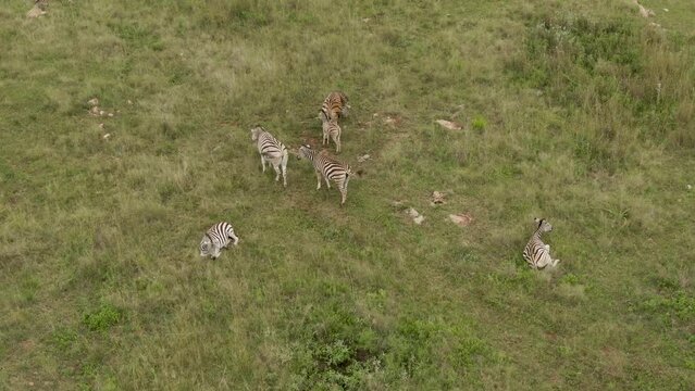 Drone view above zebras on green grass in the African savannah