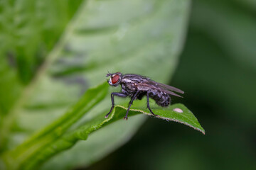 Drosophila inhabits wild plants in North China