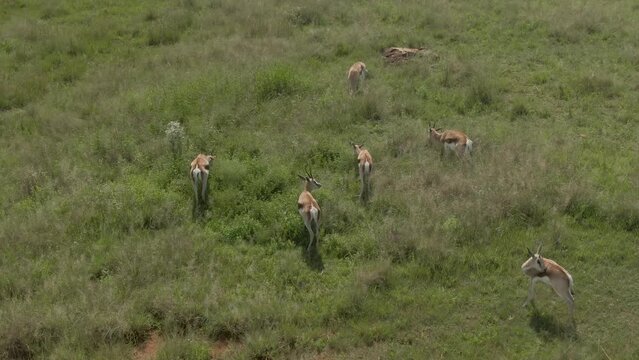 Drone view over a group of antelopes on a green field