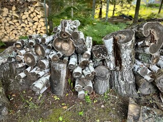 Fototapeta premium stumps in the forest, pile of chopped firewood