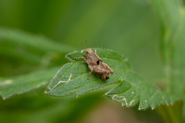 locust inhabiting on the leaves of wild plants