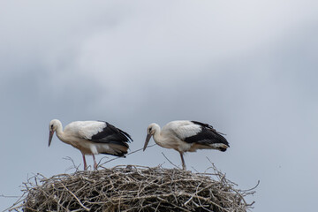 two identical young storks looking over the nest