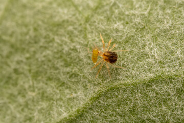 Mites are preying on the leaves of wild plants