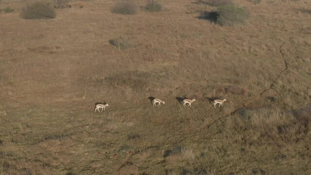 Aerial of a her of antelopes (Bovidae) walking in the field