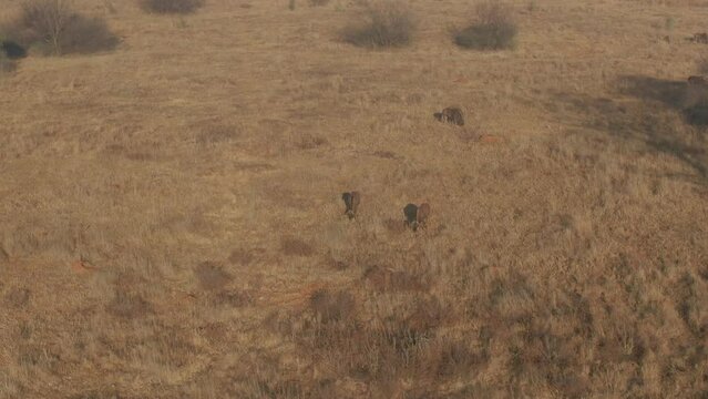 Aerial of buffalos grazing in the field during the daytime