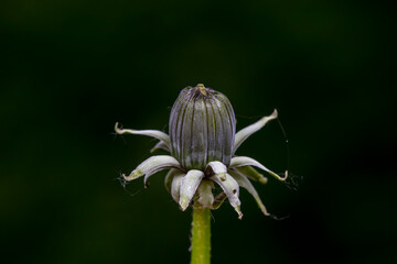 Wild plant flowers, North China