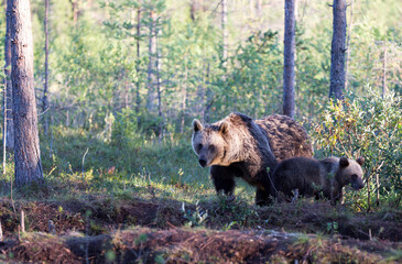 View of brown bear