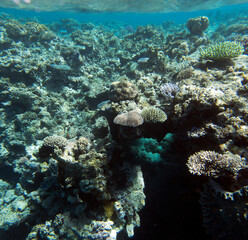 Plakat View of coral reef