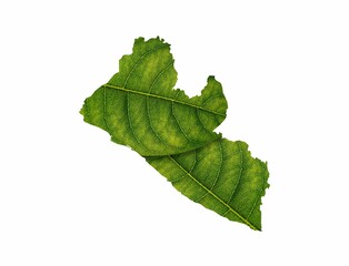 Green leaf on the white background