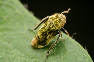leafhopper inhabiting on the leaves of wild plants