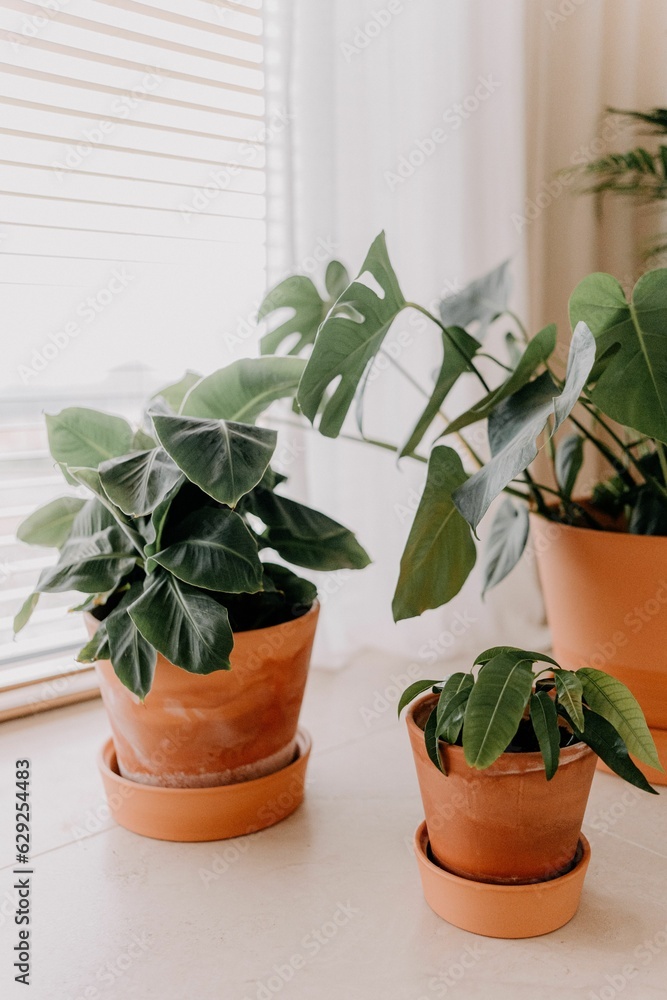 Poster variety of potted plants displayed on the floor of a room creating a vibrant and inviting atmosphere