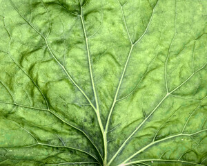 Green leaf mother and stepmother plant close-up