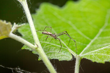 spider inhabiting on the leaves of wild plants
