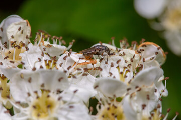 Obraz na płótnie Canvas Flies suck nectar on hawthorn flowers
