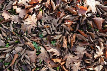 Fallen different autumn leaves on the ground