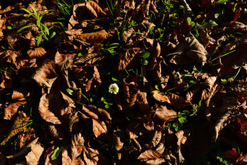 Autumn leaves of trees in the morning rays