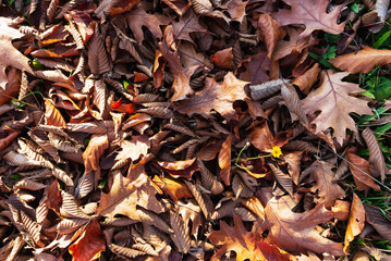 Fallen different autumn leaves on the ground