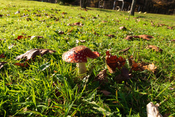 Red fly agaric grows on the edge of the autumn forest