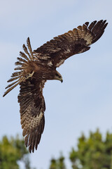 black kite in flight in light blue sky